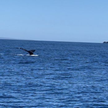 Sea Maui - Whale tail!! - Boat Charters Near Me - Lahaina, Hawaii Sea Maui - Whale tail!! - Boat Charters Near Me - Lahaina, Hawaii