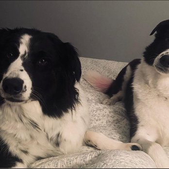 Clip It Good Grooming LLC - Zeke & Abbie give CLIP IT GOOD a big tails up for service and beautiful coats!! - Pet Groomers Near Me - Medina, Ohio