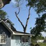 Photo of A-1 Trees & Landscaping Pros