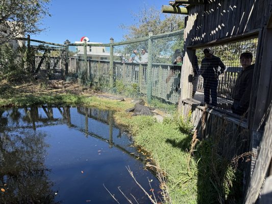 Gulfarium Marine Adventure Park by null