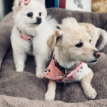 Plush Pups Pet Boutique and Spa - Double trouble - Pet Groomers Near Me - Riverside, California