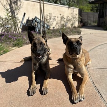 Calculated Canine Solutions - Pet Training Near Me Calculated Canine Solutions - Pet Training Near Me