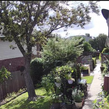 Ortiz Tree Trimming - Silver Leaf maple tree. - Tree Services Near Me