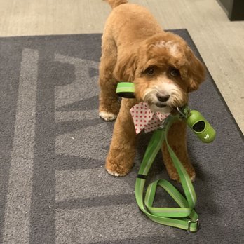 Rex - Just after her haircut ‍ - Pet Groomers Near Me - Seattle, Washington