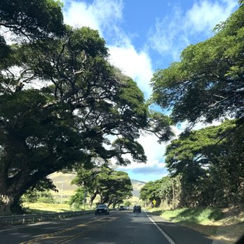 Leoda's Kitchen and Pie Shop - Love these trees. - Breakfast & Brunch Near Me - Lahaina, Hawaii