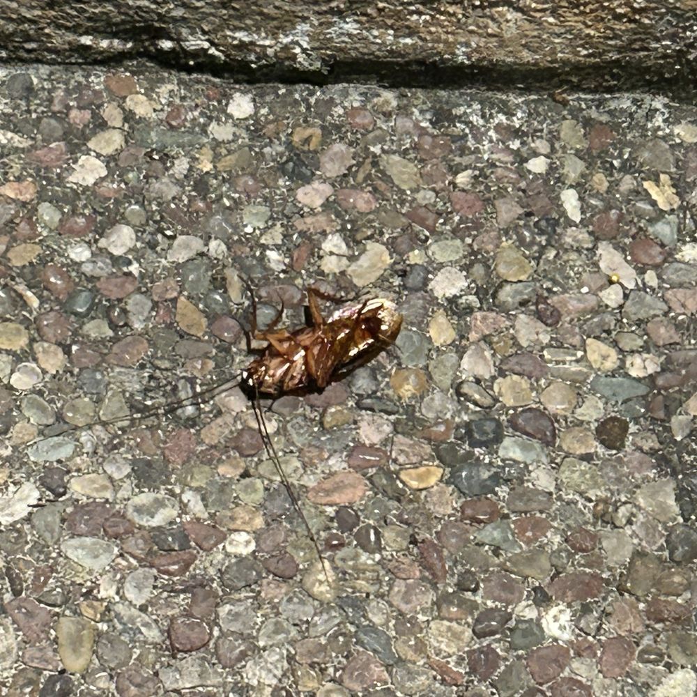 Aqui Cal-Mex - Roaches - Mexican Near Me - San Jose, California Aqui Cal-Mex - Roaches - Mexican Near Me - San Jose, California