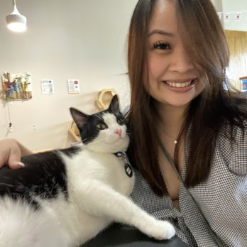 Cat Haven Lounge - wish i could adopt this one - Themed Cafes Near Me - Katy, Texas Cat Haven Lounge - wish i could adopt this one - Themed Cafes Near Me - Katy, Texas