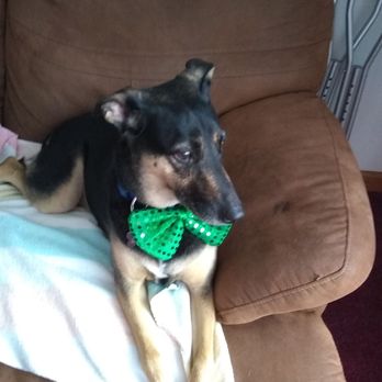 Paw Chi Spa - Pet Groomers Near Me