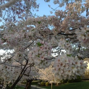 Kenwood Cherry Blossoms - Parks Near Me - Bethesda, Maryland Kenwood Cherry Blossoms - Parks Near Me - Bethesda, Maryland