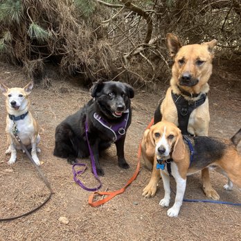 Penny And The Jets - Dog Walkers Near Me Penny And The Jets - Dog Walkers Near Me