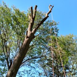 Joels tree service 