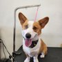 Photo of Happy Pet Grooming