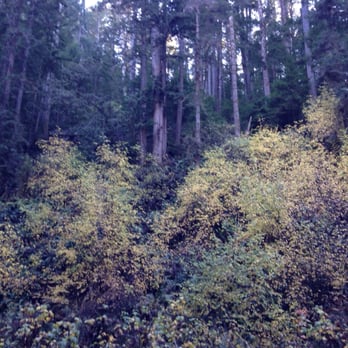Russian Gulch State Park - Tall trees and some fall foliage along the Fern Canyon trail - Parks Near Me - Mendocino, California Russian Gulch State Park - Tall trees and some fall foliage along the Fern Canyon trail - Parks Near Me - Mendocino, California