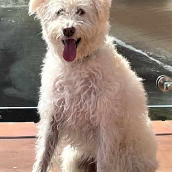 Rainbow Veterinary Hospital - Buddy is all smiles while visiting Monterey Bay. - Veterinarians Near Me - Burbank, California Rainbow Veterinary Hospital - Buddy is all smiles while visiting Monterey Bay. - Veterinarians Near Me - Burbank, California