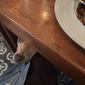 Il Giardino - Sweet pup might greet your table! - Italian Near Me - Todos Santos, BCS