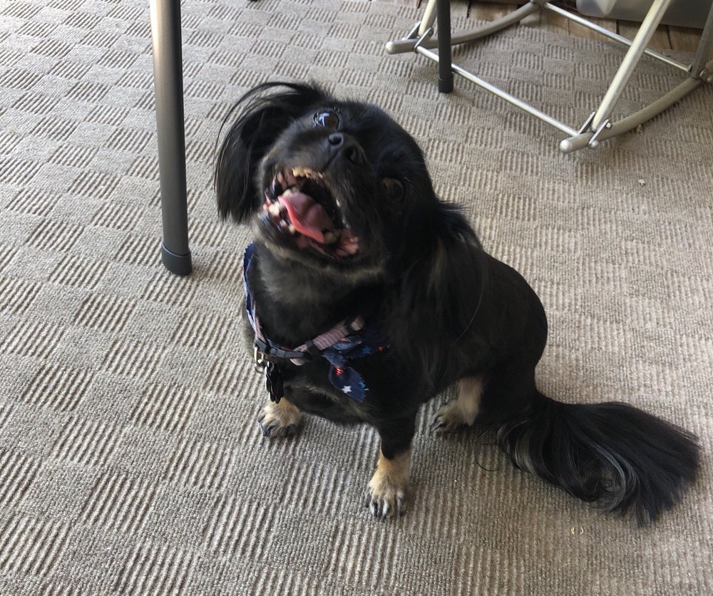 ANNA’S DOG HOUSE 27 Photos & 15 Reviews 16081 Manchester Rd