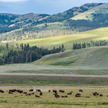 Lamar Valley - Hiking Near Me - Yellowstone National Park, Wyoming