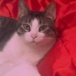 Southpointe Veterinary Clinic - Wayne