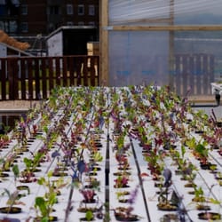 The Biospheric Project