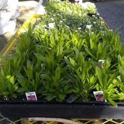Santa Rosa Nursery - 3-15-19 bedding flowers