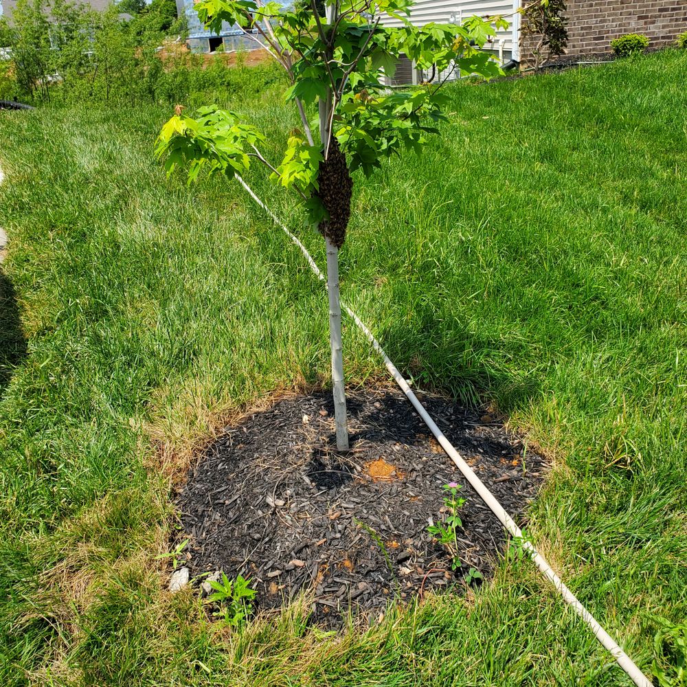 Eco Bee Removal - A new small swarm - Pest Control Near Me