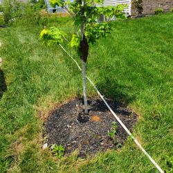 Eco Bee Removal - A new small swarm