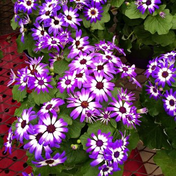 Lowe's Home Improvement - Beautiful purple flowers in the garden center at Lowe's. - Hardware Stores Near Me - Elizabethton, Tennessee