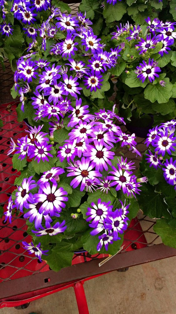 LOWE’S HOME IMPROVEMENT Updated July 2024 925 Patriot Drive