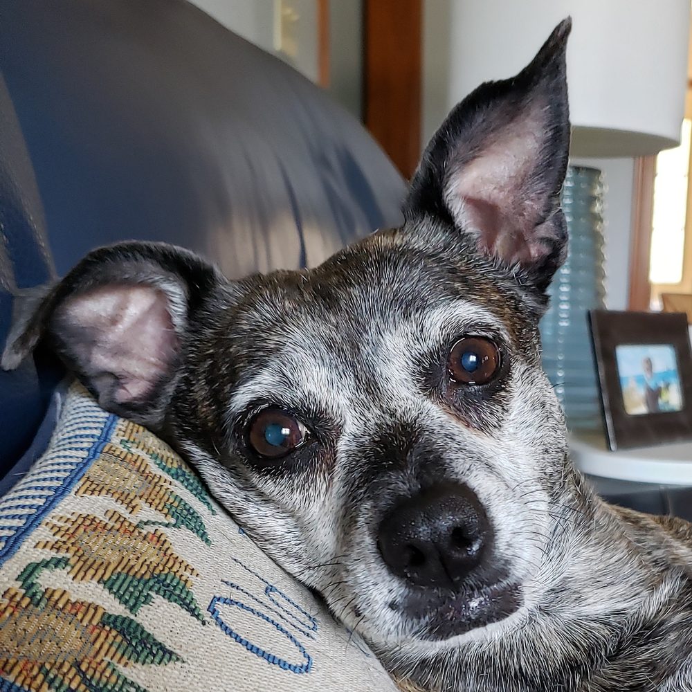 EDINBURGH ANIMAL HOSPITAL 28 Photos & 33 Reviews 233 Hillcrest Pkwy