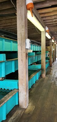 Young's Lobster Pound by null