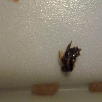 Mekong Chinese Restaurant - Roach in my rice. - Chinese Near Me - Miami, Florida