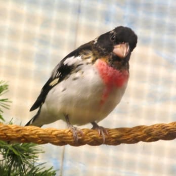 DuPage Wildlife Conservation Center - Rose-breasted Grosbeak - Zoos Near Me - Glen Ellyn, Illinois DuPage Wildlife Conservation Center - Rose-breasted Grosbeak - Zoos Near Me - Glen Ellyn, Illinois
