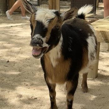 Brevard Zoo - Zoos Near Me - Melbourne, Florida Brevard Zoo - Zoos Near Me - Melbourne, Florida
