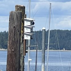 Boston Harbor Marina - The bird boxes are fun to watch