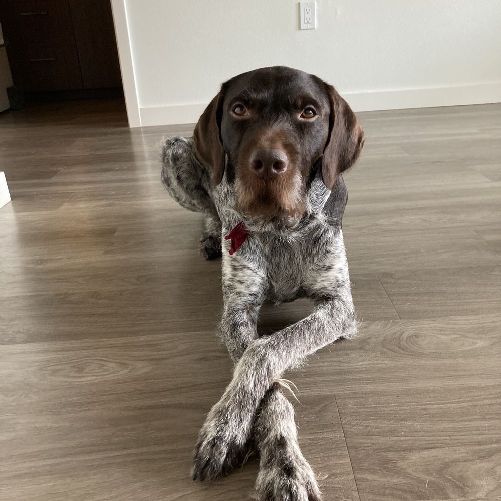The Novel Tree - Petite Officer Aegir Oakley USMC, Retired SAR Canine - Cannabis Dispensaries Near Me - Bellevue, Washington The Novel Tree - Petite Officer Aegir Oakley USMC, Retired SAR Canine - Cannabis Dispensaries Near Me - Bellevue, Washington
