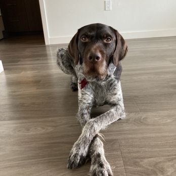 The Novel Tree - Petite Officer Aegir Oakley USMC, Retired SAR Canine - Cannabis Dispensaries Near Me - Bellevue, Washington