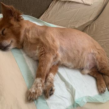 VEG ER for Pets - Fuzzy, passed away - Emergency Pet Hospital Near Me - Nashville, Tennessee VEG ER for Pets - Fuzzy, passed away - Emergency Pet Hospital Near Me - Nashville, Tennessee