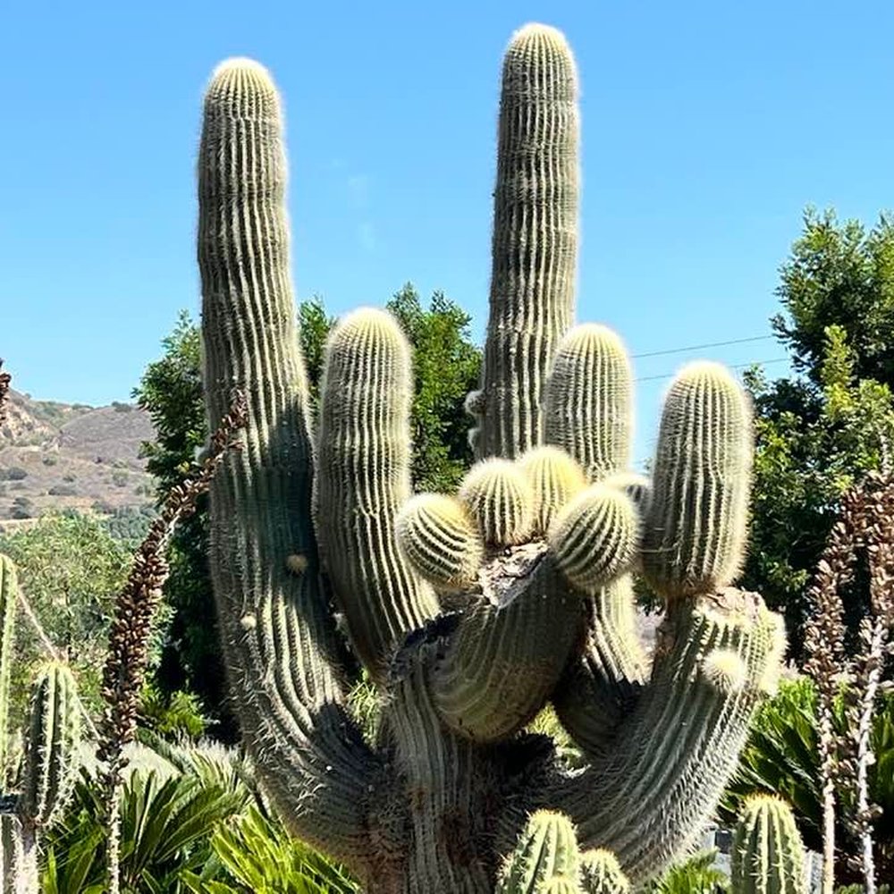 Sal’s Cactus Mart - Nurseries & Gardening Near Me - Fillmore, California Sal’s Cactus Mart - Nurseries & Gardening Near Me - Fillmore, California
