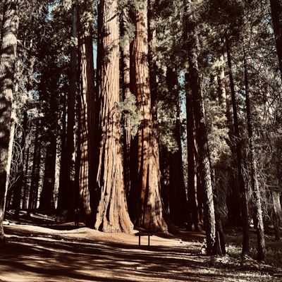 Sequoia National Forest by null