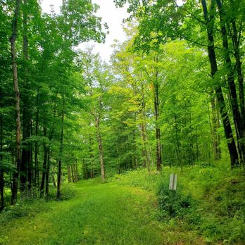 Maple Syrup Tour - Maple trees - (9/1/2021) - Food Tours Near Me - Stowe, Vermont