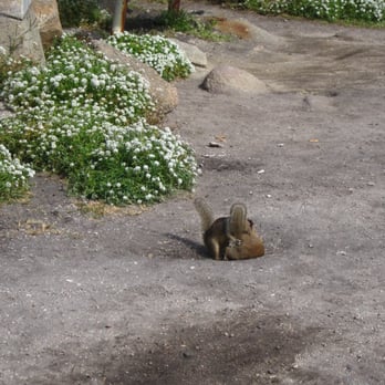 Lovers Point Park - fighting squirrels - Parks Near Me - Pacific Grove, California Lovers Point Park - fighting squirrels - Parks Near Me - Pacific Grove, California