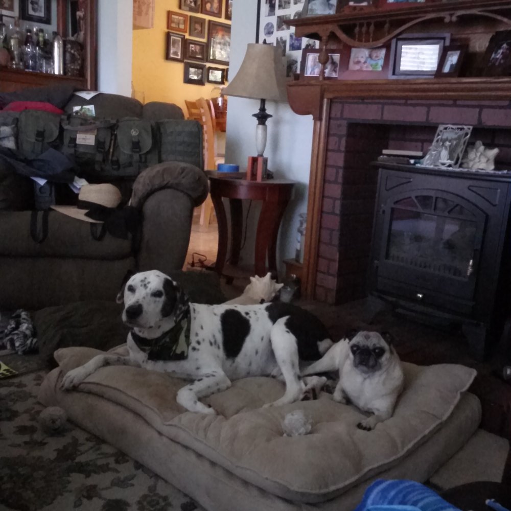 Camp Bow Wow - San Clemente - Traveler and Harper Lee - Pet Groomers Near Me - San Clemente, California Camp Bow Wow - San Clemente - Traveler and Harper Lee - Pet Groomers Near Me - San Clemente, California
