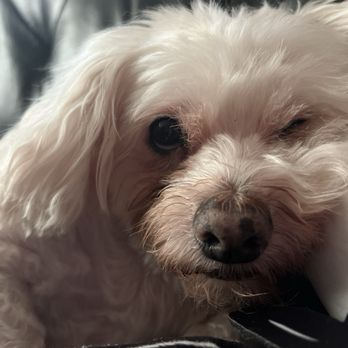 Del Valle Pet Hospital - My dog Flynn when I first discovered his symptoms the day before I brought him to the vet. He was lethargic and couldn't stop coughing - Veterinarians Near Me - Livermore, California