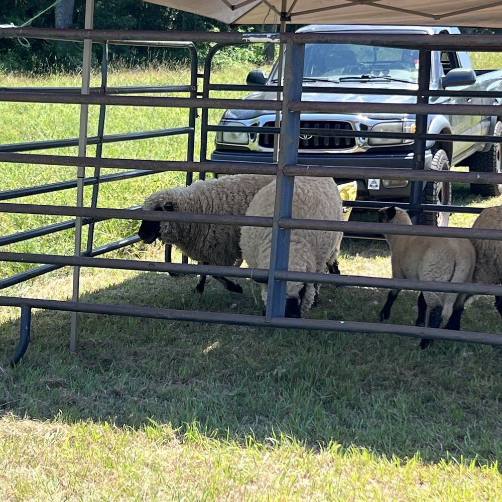 Lavender Hill Farm - Sheep - Farms Near Me - Berwick, Maine Lavender Hill Farm - Sheep - Farms Near Me - Berwick, Maine