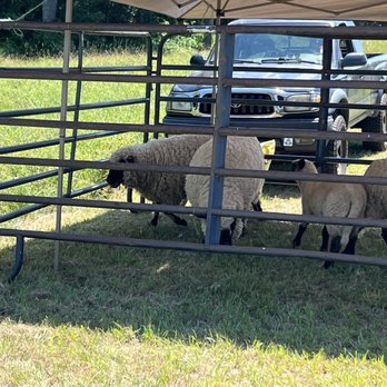 Lavender Hill Farm - Sheep - Farms Near Me - Berwick, Maine