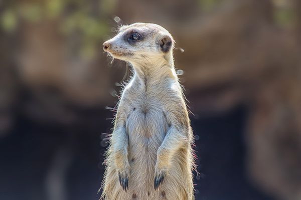 Los Angeles Zoo by null