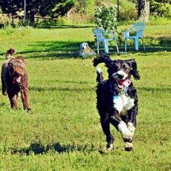 Ridge Run Dog Park