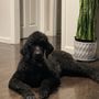 Photo of Bebby's Dog Grooming