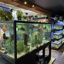 Cichlids