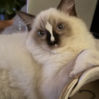 Kitten Around Ragdolls - Pet Breeders Near Me